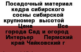 Посадочный материал кедра сибирского (сосны сибирской) крупномер, высотой 3-3.5  › Цена ­ 19 800 - Все города Сад и огород » Интерьер   . Пермский край,Чайковский г.